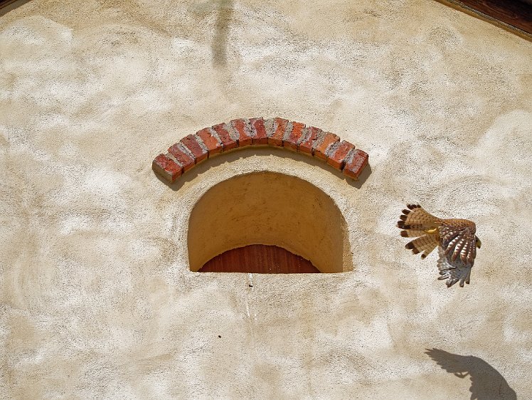 Kestel in the Vosges